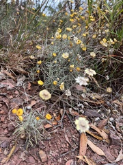 Leucochrysum albicans albicans
