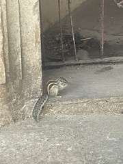 Funambulus pennantii