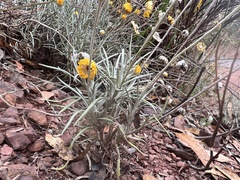 Leucochrysum albicans albicans