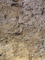 Arachnocampa luminosa
