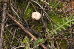 Tulostoma brumale