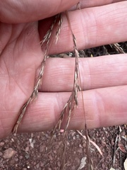 Agrostis venusta
