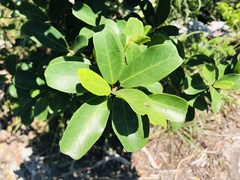 Ficus craterostoma