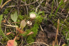 Tulostoma brumale