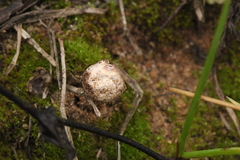 Tulostoma brumale