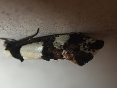 Monopis icterogastra