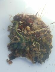 Macrorhynchia philippina