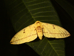 Eacles imperialis cacicus