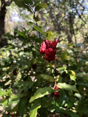 Ochna serrulata