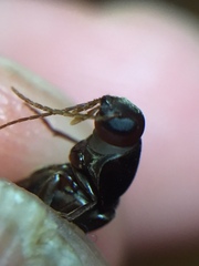 Ctenoplectron