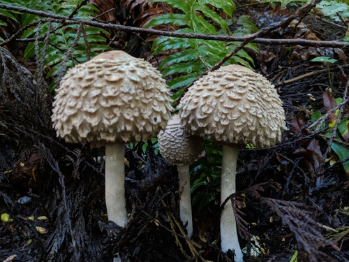 Olive Shaggy Parasol