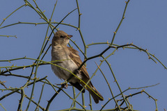 Gymnoris xanthocollis