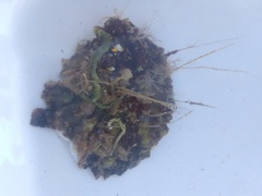 Macrorhynchia philippina