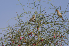 Gymnoris xanthocollis