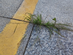 Eragrostis amabilis