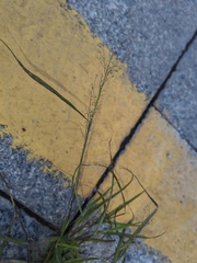 Eragrostis amabilis