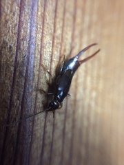Nesogaster halli