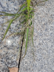 Eragrostis amabilis