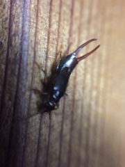 Nesogaster halli