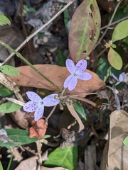 Pseuderanthemum variabile