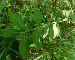 Salix cinerea