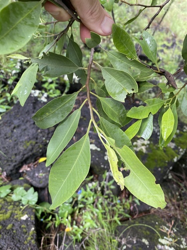 Geijera salicifolia observed 2023-01-16