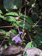Acanthaceae