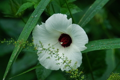 Hibiscus biseptus