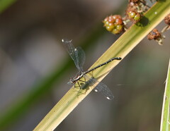 Austroargiolestes calcaris