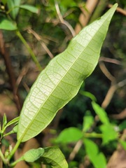 Ficus formosana