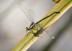 Austroargiolestes calcaris