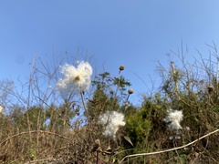 Eriocapitella vitifolia