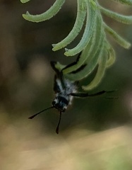 Eleale aspera