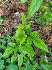 Hylodesmum leptopus