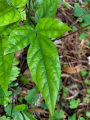Hylodesmum leptopus