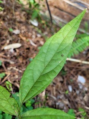 Hylodesmum leptopus