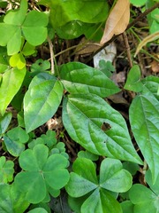 Hylodesmum leptopus