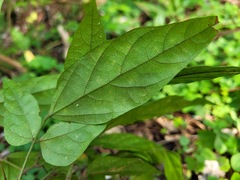 Hylodesmum leptopus