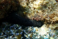 Holothuria leucospilota