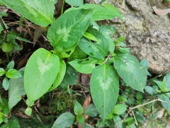 Persicaria chinensis