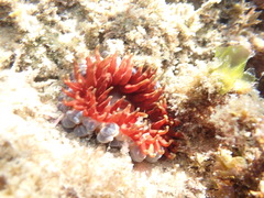 Phlyctenanthus australis
