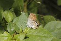 Brephidium exilis exilis