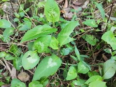 Persicaria chinensis