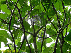 Dendrocnide meyeniana