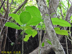 Dendrocnide meyeniana