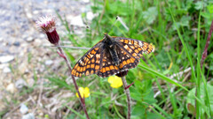Euphydryas intermedia