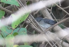 Hypocnemoides melanopogon