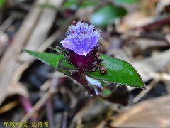 Belosynapsis ciliata