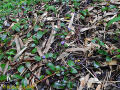 Belosynapsis ciliata