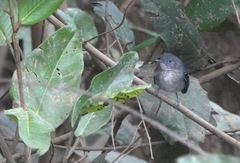 Hypocnemoides melanopogon